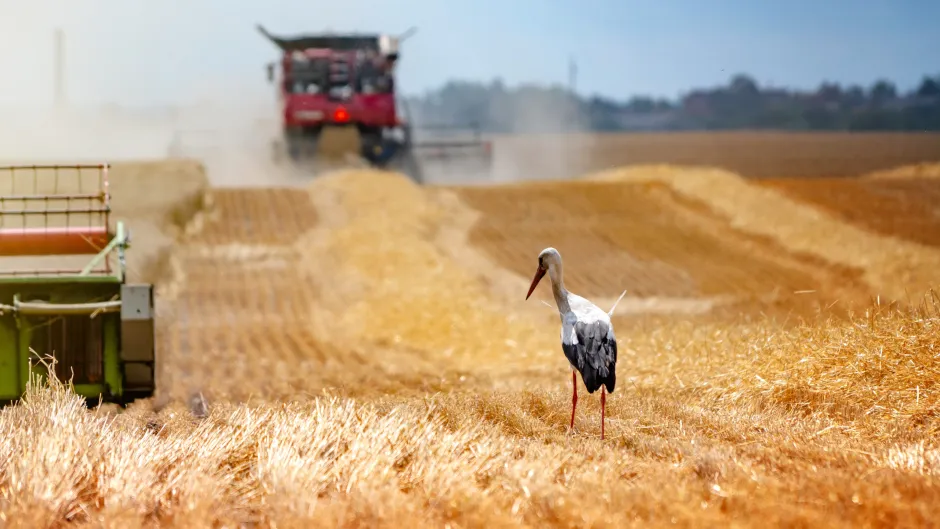 Getreideernte im Herbst mit Blick auf Mähdrescher im Hintergrund; im Vordergrund stolziert ein Storch